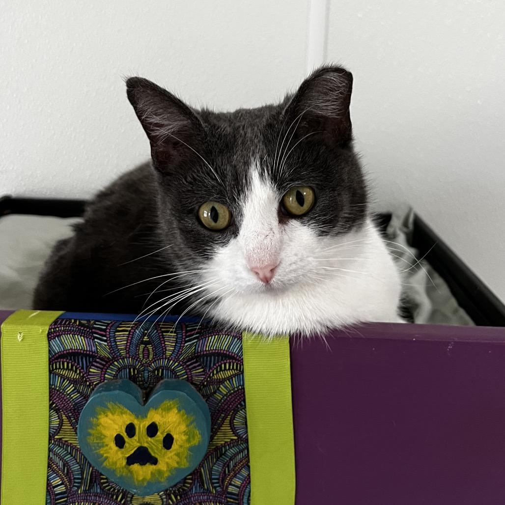 Precious, Adoptable, Adult Female Domestic Short Hair.