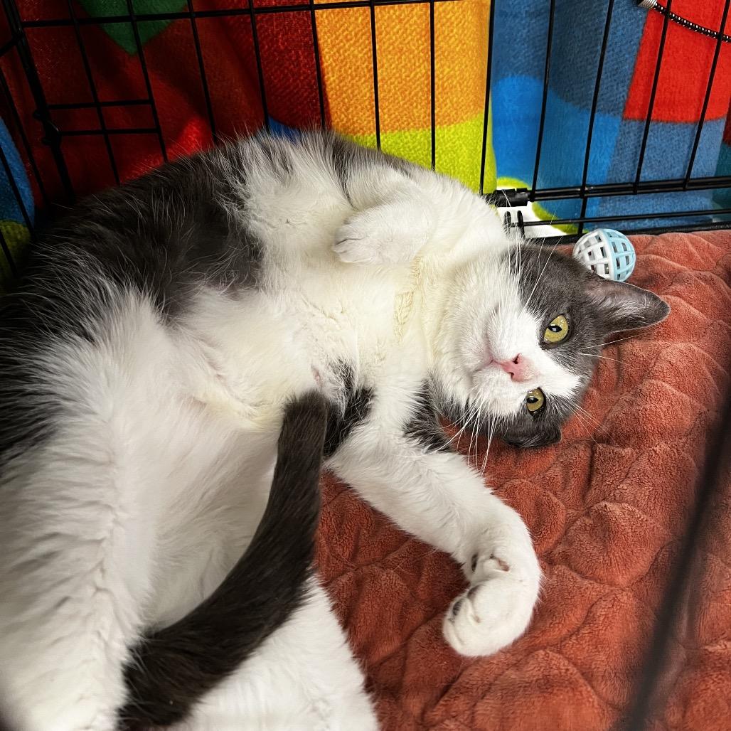 Enlarge Precious, a Adoptable Domestic Short Hair in Brighton, MO image 2/6