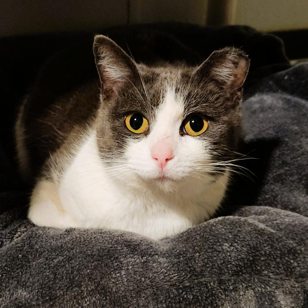 Enlarge Precious, a Adoptable Domestic Short Hair in Brighton, MO image 4/6