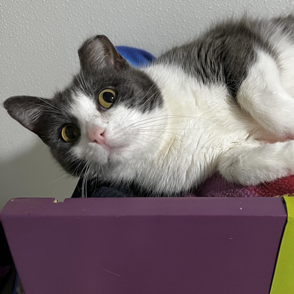 Enlarge Precious, a Adoptable Domestic Short Hair in Brighton, MO image 5/6