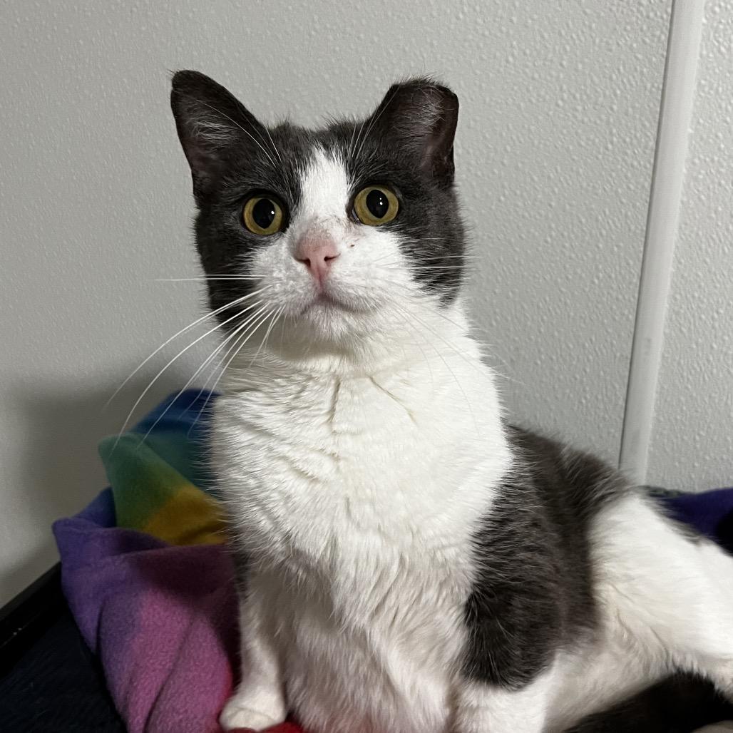 Enlarge Precious, a Adoptable Domestic Short Hair in Brighton, MO image 6/6