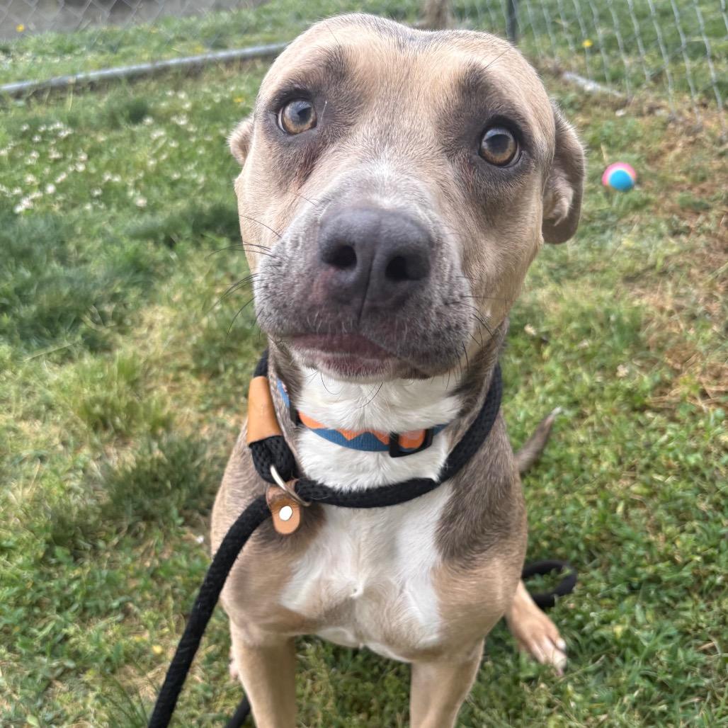 T.T., Adoptable, Adult Female Pit Bull Terrier.