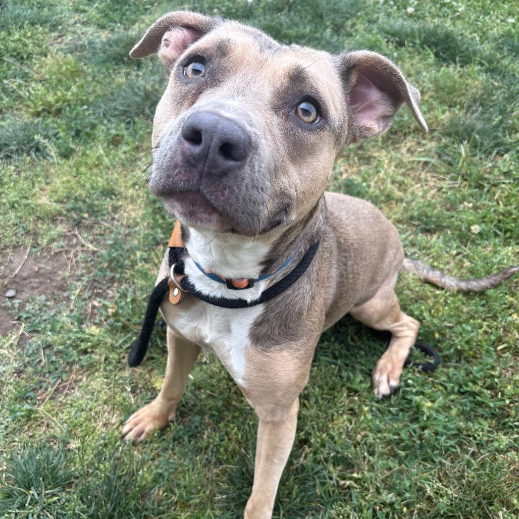 Enlarge T.T., a Adoptable Pit Bull Terrier in St Joseph, MO image 2/3