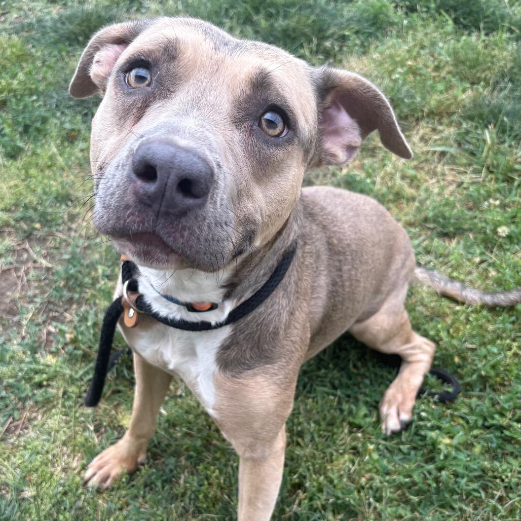 Enlarge T.T., a Adoptable Pit Bull Terrier in St Joseph, MO image 3/3