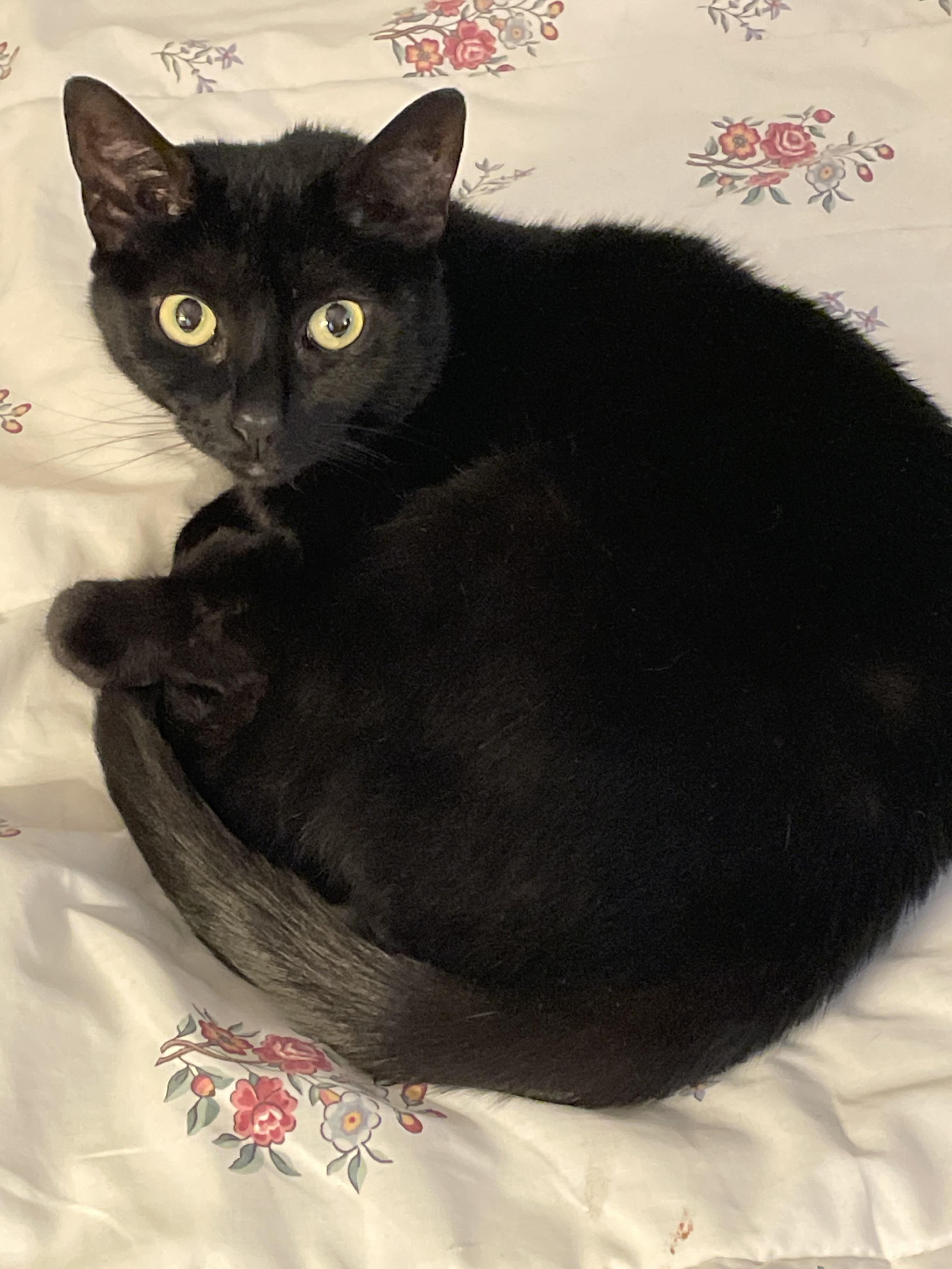 Enlarge Scout, a Adoptable Domestic Short Hair in Maple Glen, PA image 1/1