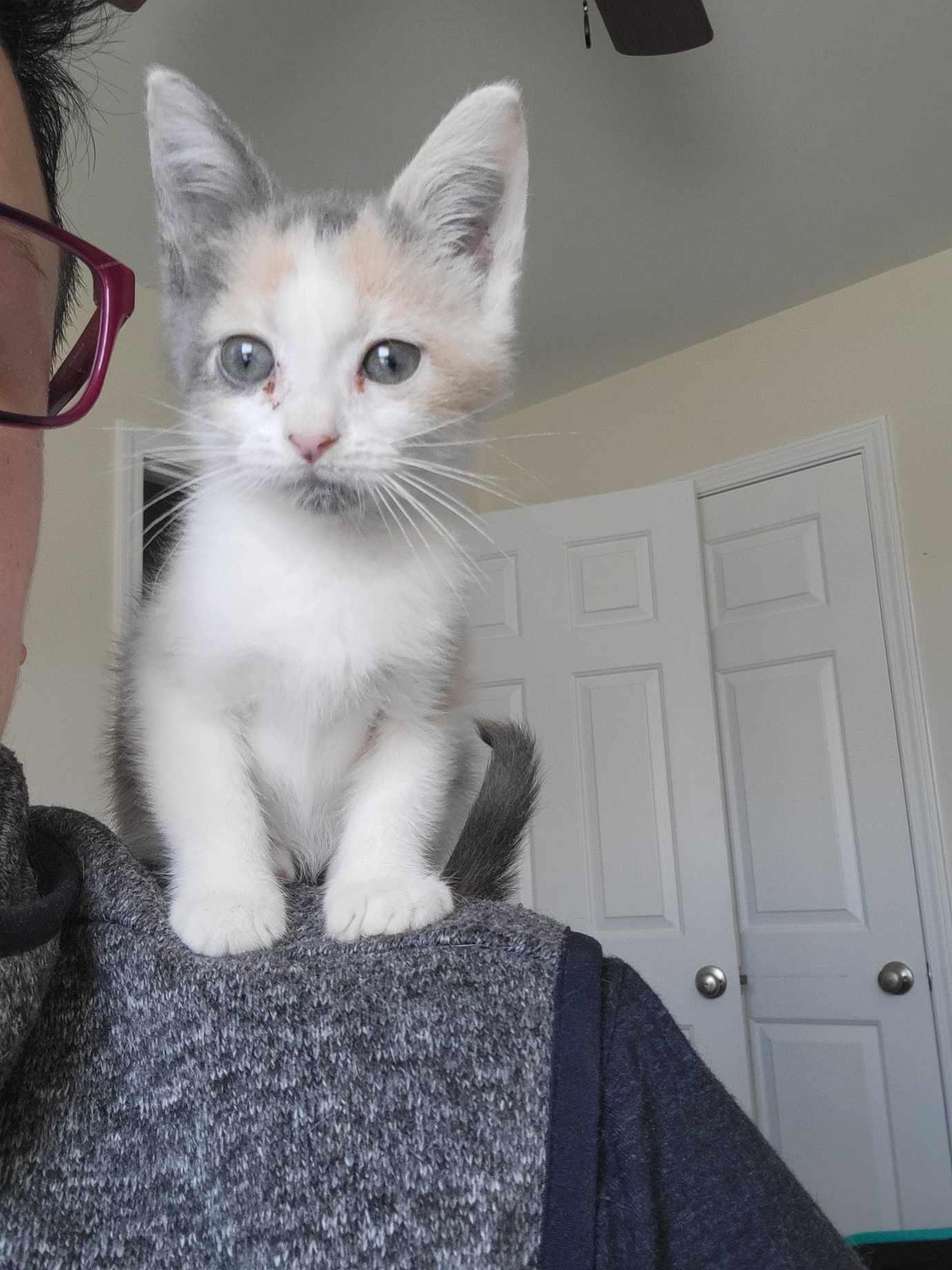 Enlarge Glider, a Adopted Domestic Short Hair in Camden, SC image 1/1