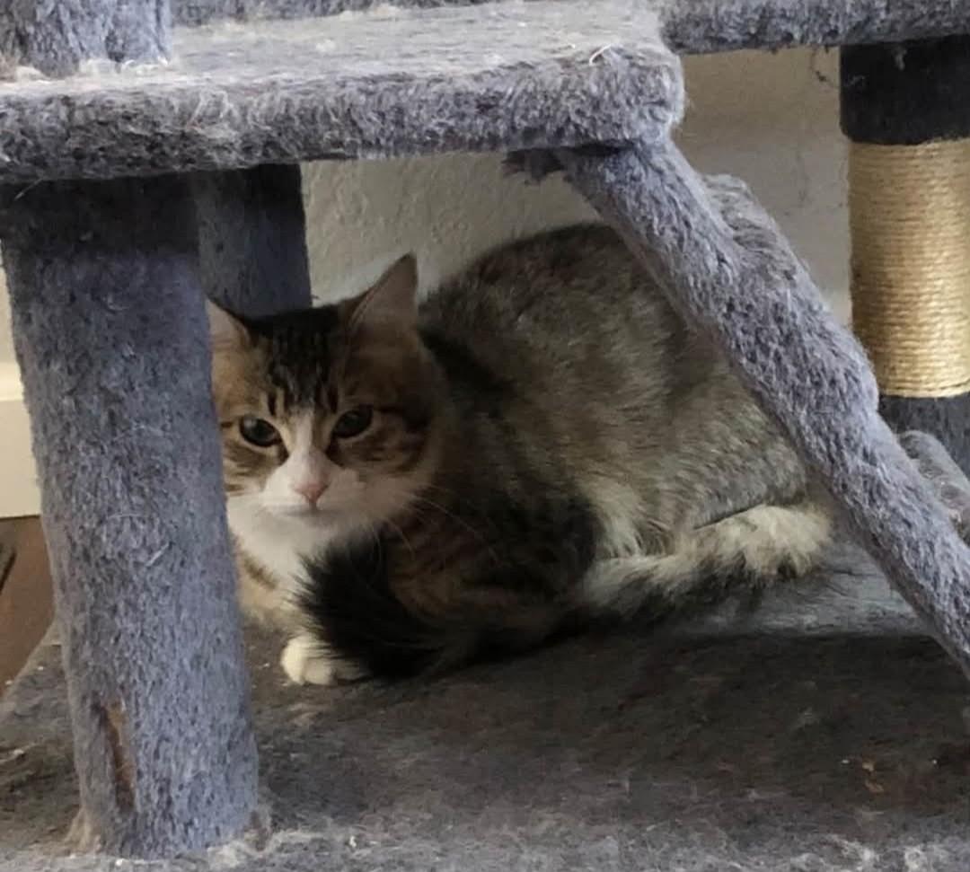 Rachel, Adoptable, Kitten Female Domestic Medium Hair.