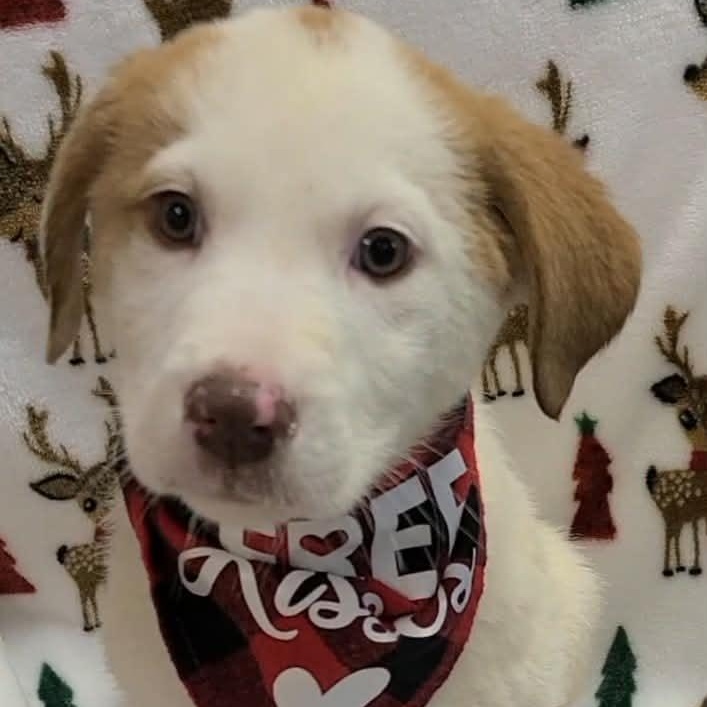 Cindy Lou thumbnail 2