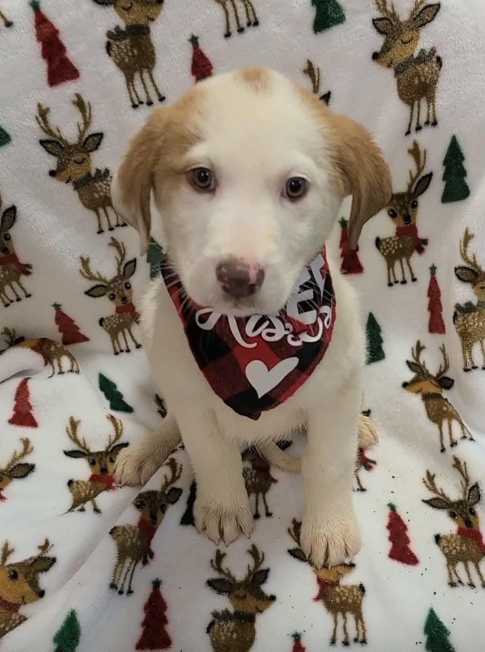 Cindy Lou thumbnail 3