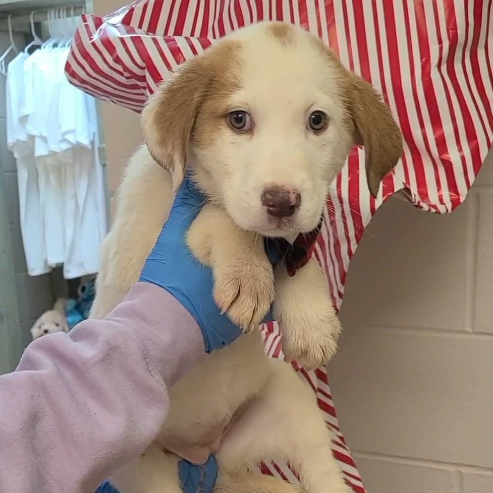 Cindy Lou thumbnail 4