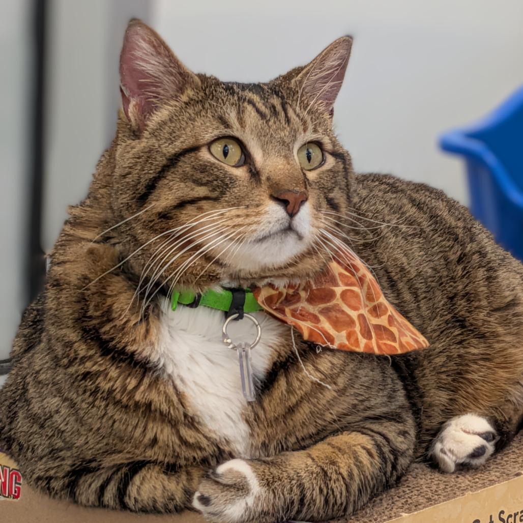 Mowgli, a Adoptable Domestic Short Hair in Lakewood, CO image 1/6