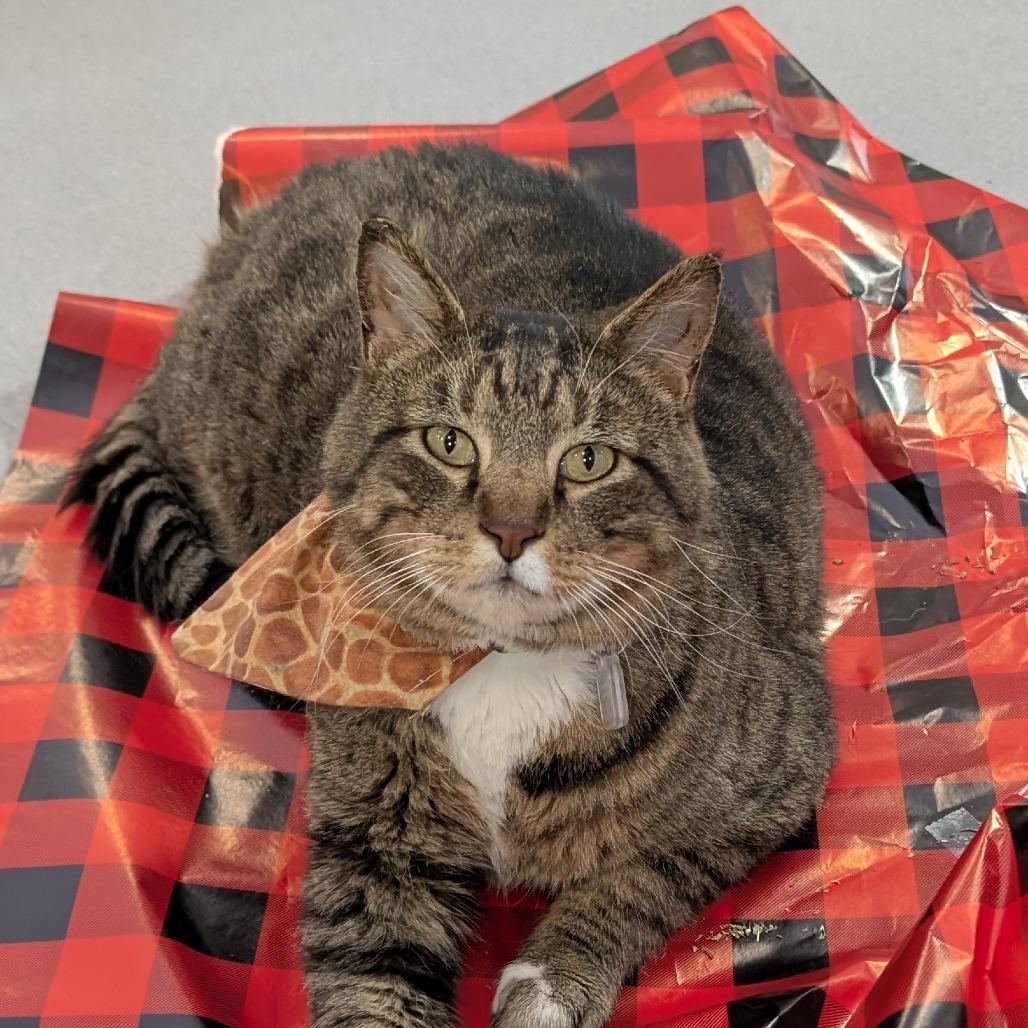 Mowgli, a Adoptable Domestic Short Hair in Lakewood, CO image 2/6