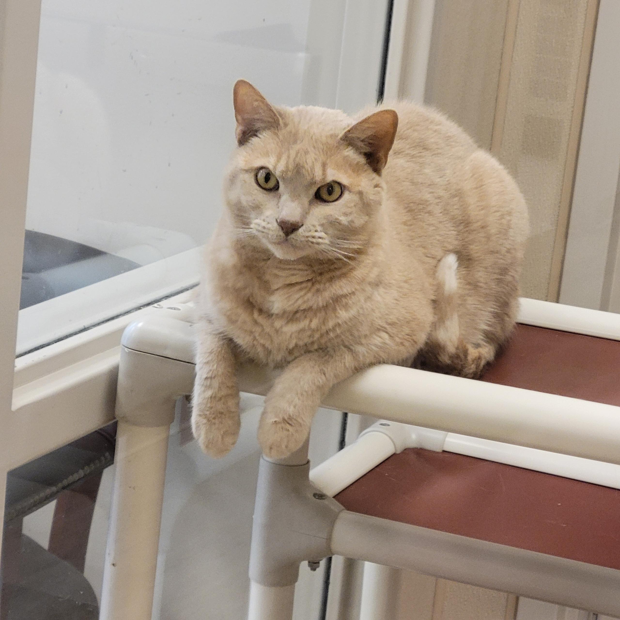 Enlarge Jerry , an adopted Domestic Short Hair in North Providence, RI image 1/3