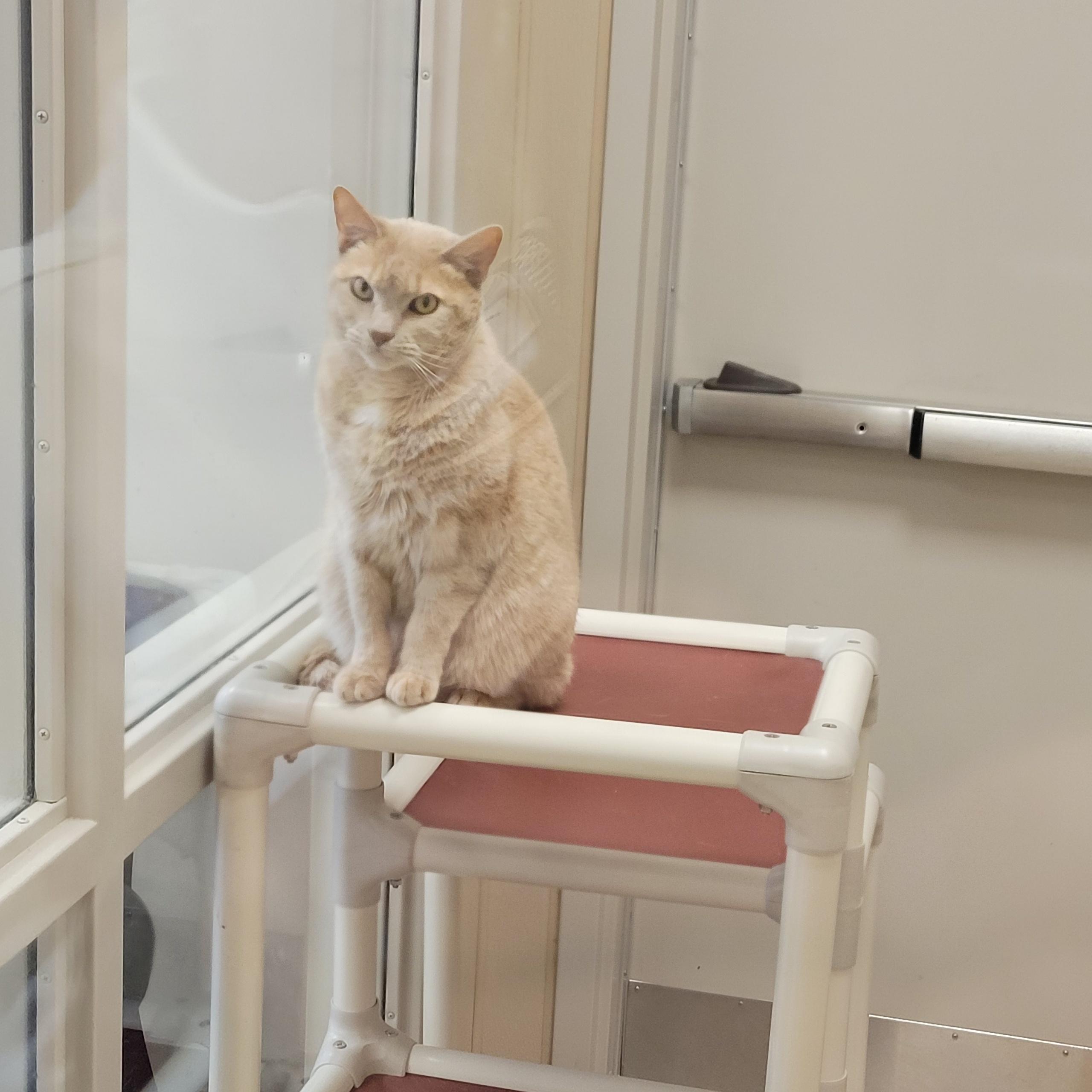 Enlarge Jerry , an adopted Domestic Short Hair in North Providence, RI image 3/3