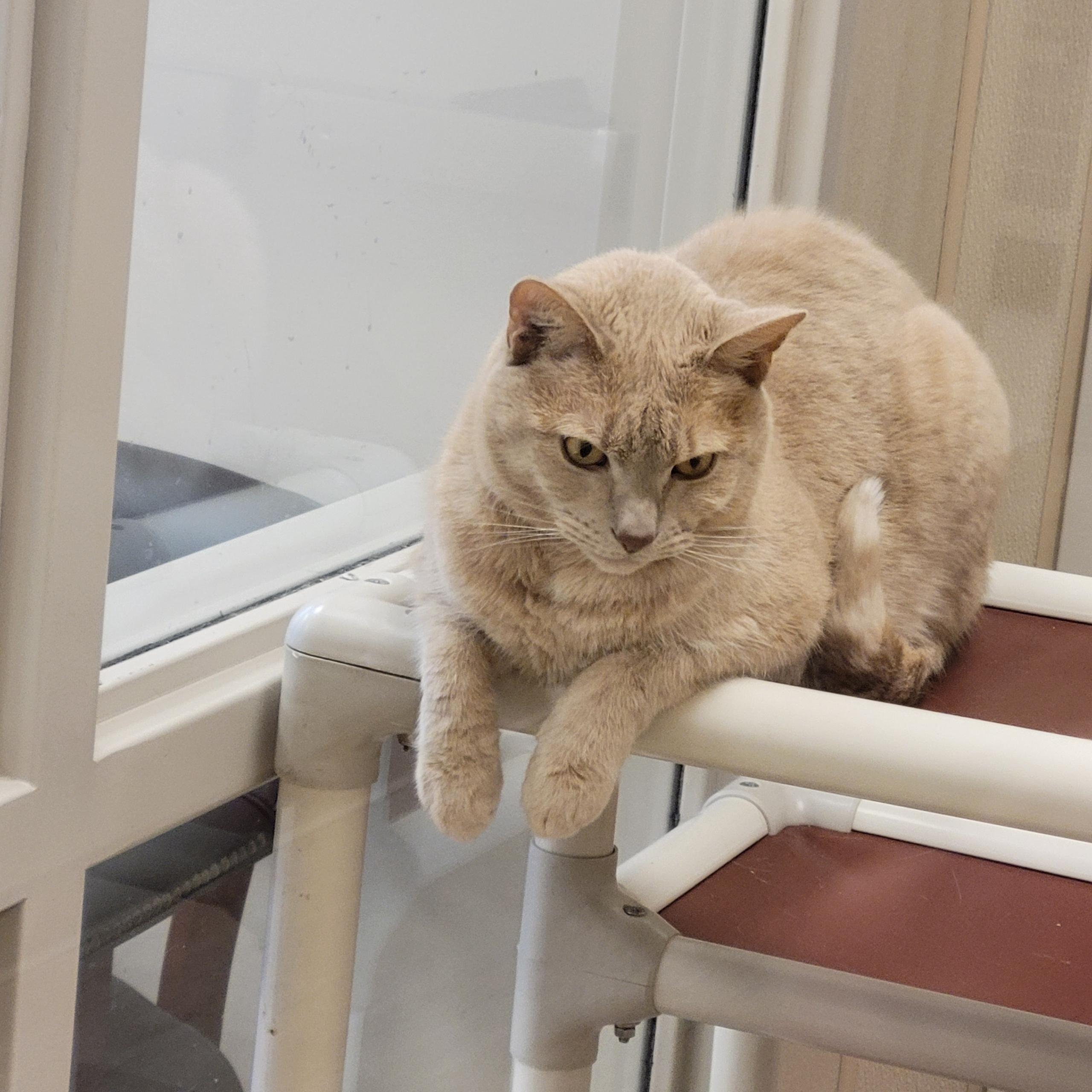 Enlarge Jerry , an adopted Domestic Short Hair in North Providence, RI image 2/3