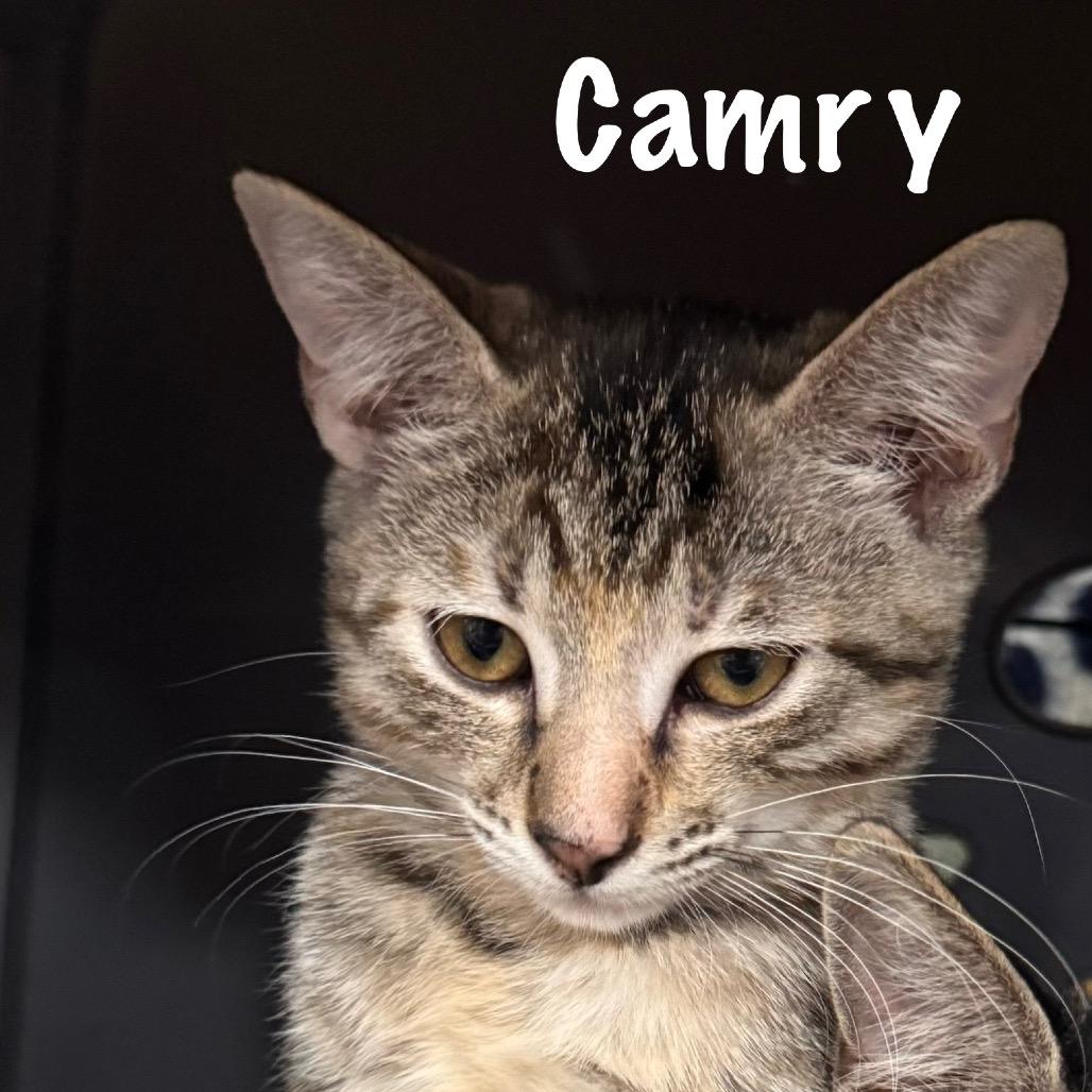 Enlarge Camry, a Adopted Domestic Short Hair in TITUSVILLE, FL image 1/2