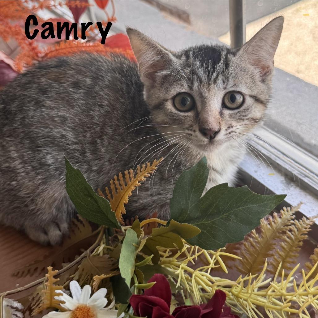 Enlarge Camry, a Adopted Domestic Short Hair in TITUSVILLE, FL image 2/2