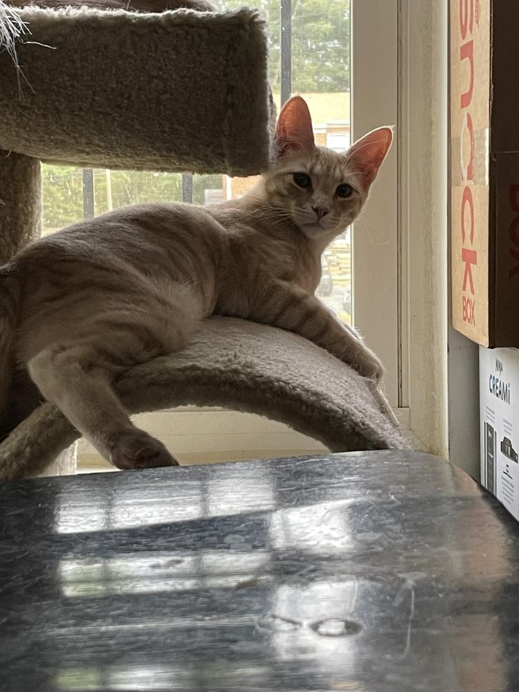 Enlarge Delta Raptor, a Adoptable Domestic Short Hair in Stafford, VA image 1/4