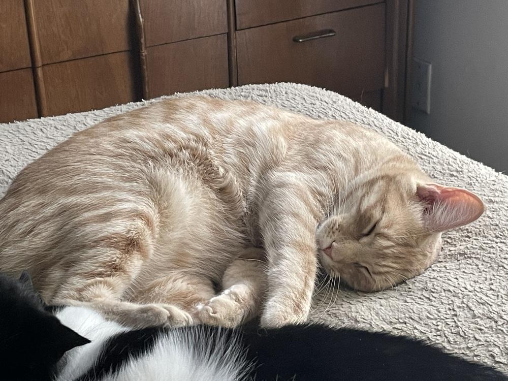 Delta Raptor, Adoptable, Adult Male Domestic Short Hair.