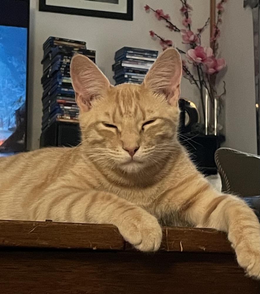 Enlarge Delta Raptor, a Adoptable Domestic Short Hair in Stafford, VA image 3/4