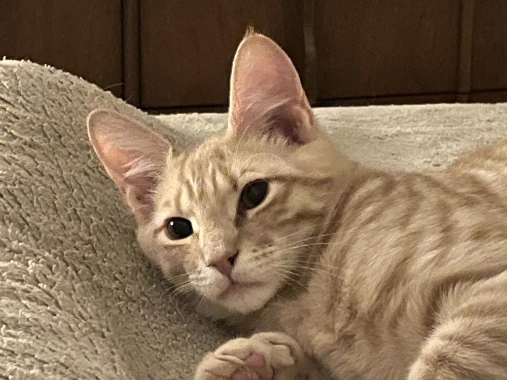 Enlarge Delta Raptor, a Adoptable Domestic Short Hair in Stafford, VA image 4/4