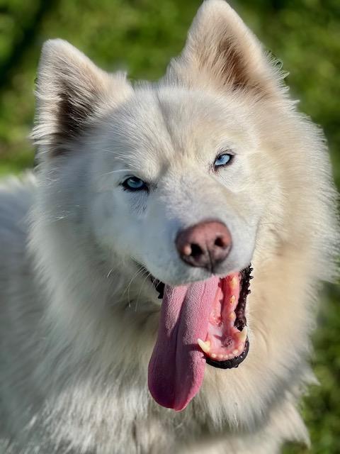 LEWIS*, Adoptable, Young Male Siberian Husky & Samoyed.