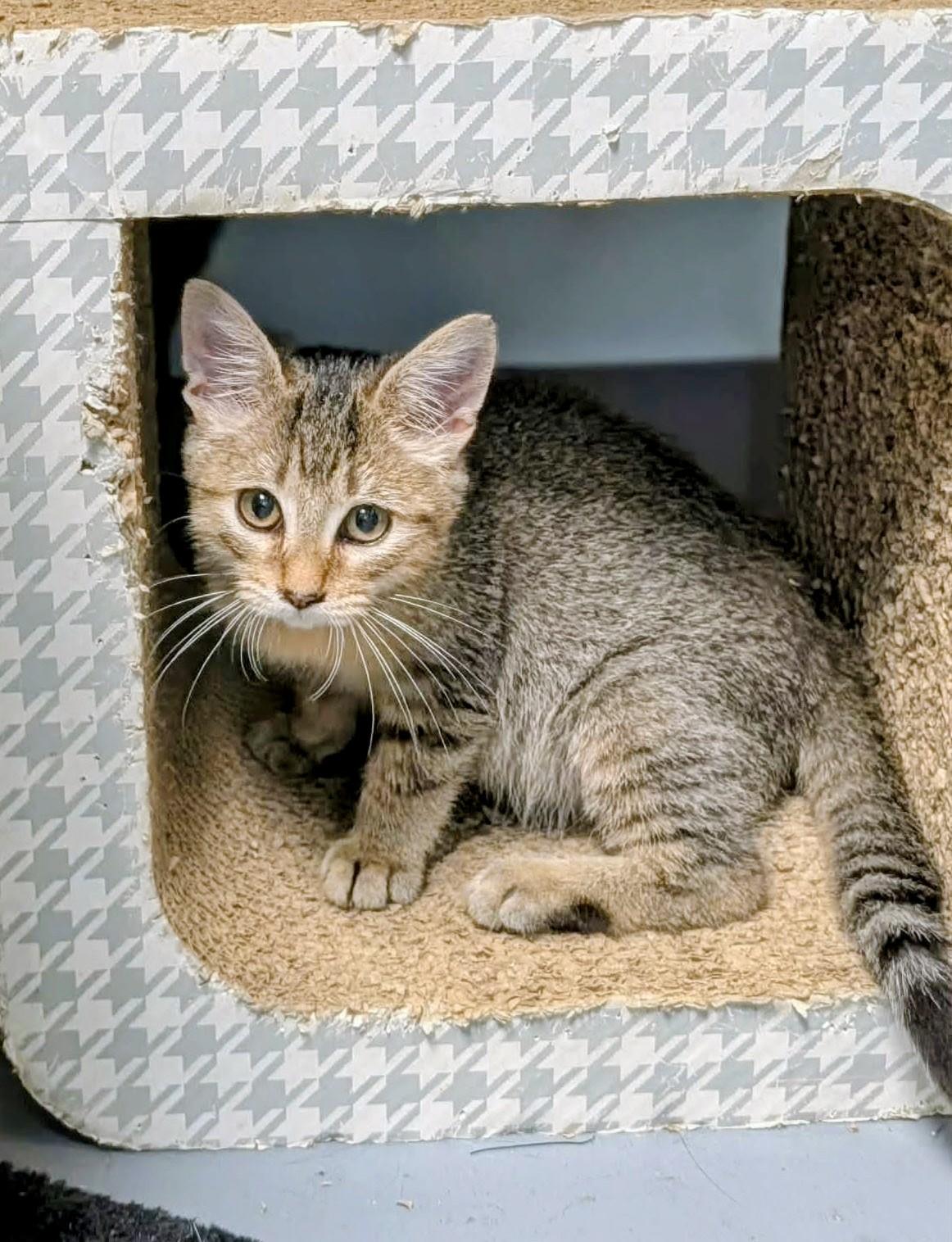 Storm - Sweet and affectionate, a Adoptable Domestic Short Hair in Muskego, WI image 4/6