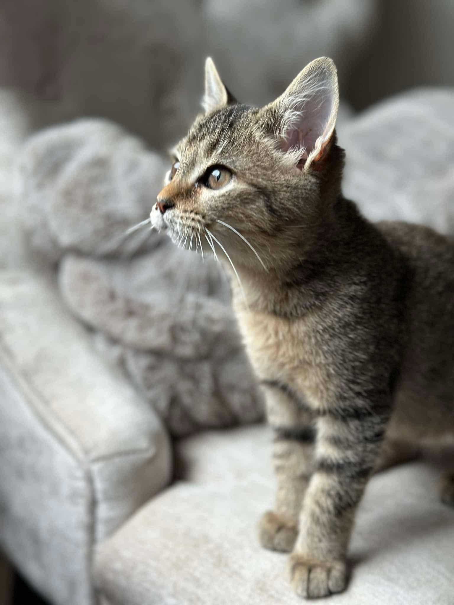 Storm - Sweet and affectionate, Adoptable, Kitten Female Domestic Short Hair.