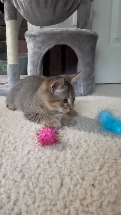 Enlarge Storm - Sweet and affectionate, a Adoptable Domestic Short Hair in Muskego, WI video 3/6