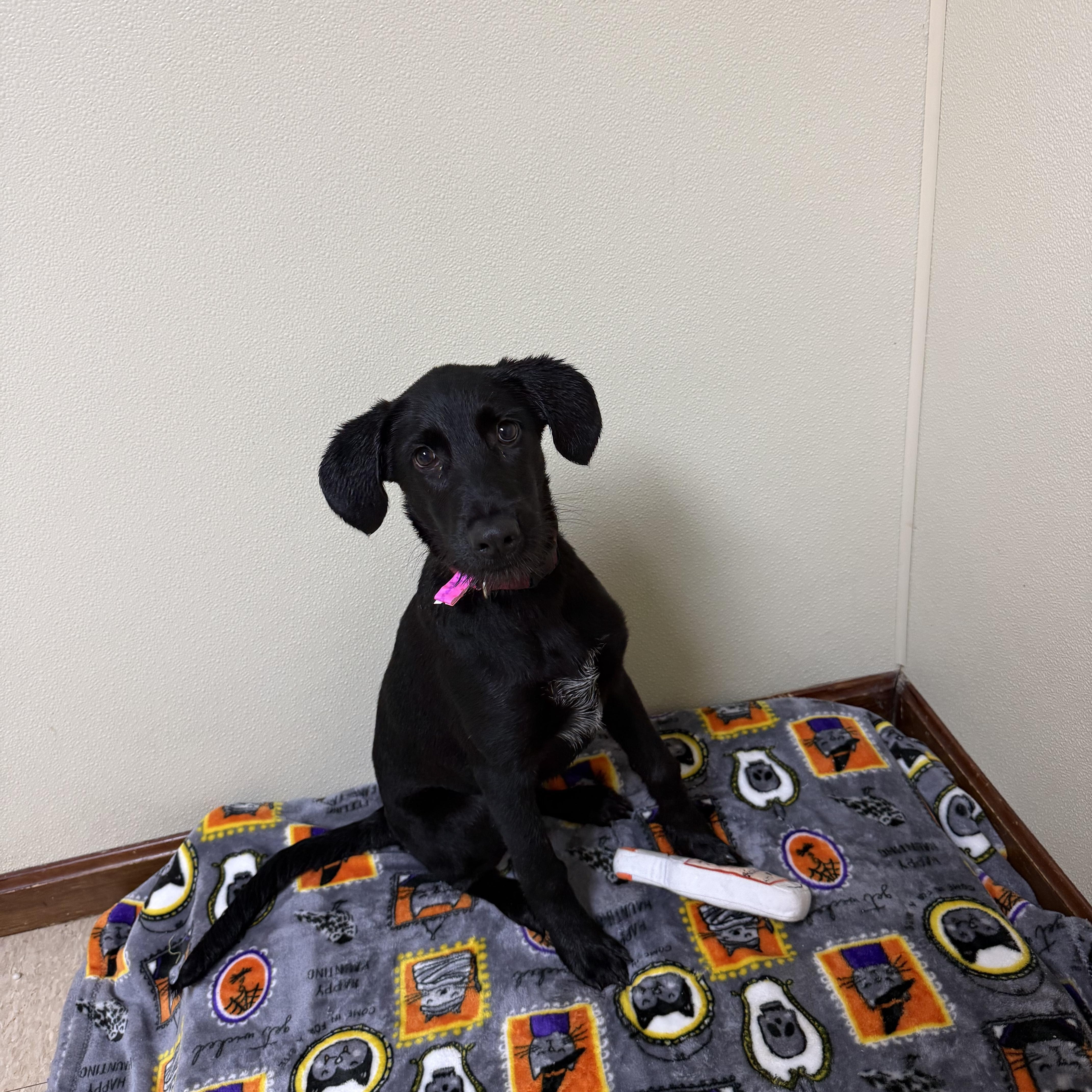 Enlarge Brandy, a Adoptable mixed breed in Douglas, MA image 2/6