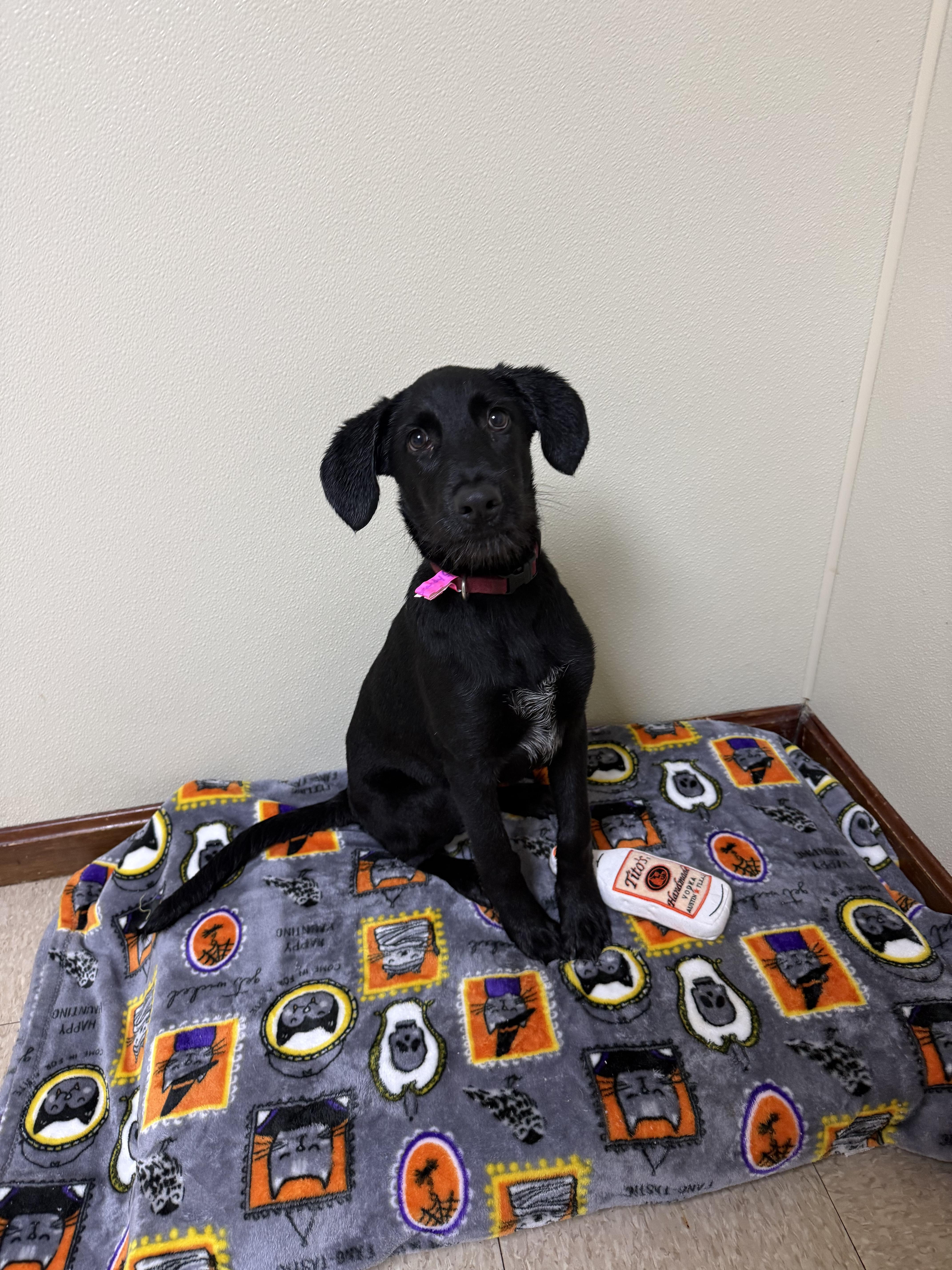 Enlarge Brandy, a Adoptable mixed breed in Douglas, MA image 6/6