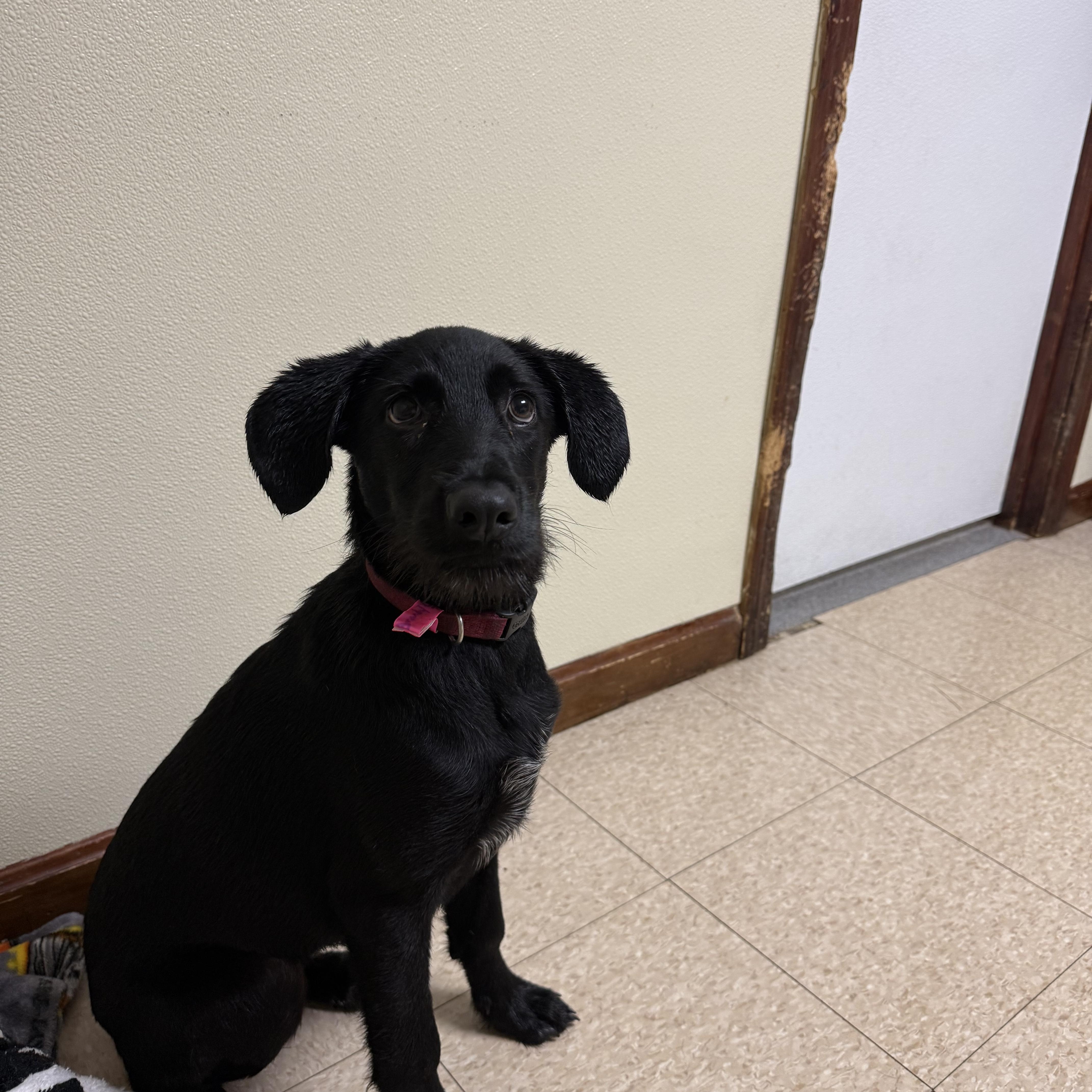 Enlarge Brandy, a Adoptable mixed breed in Douglas, MA image 5/6