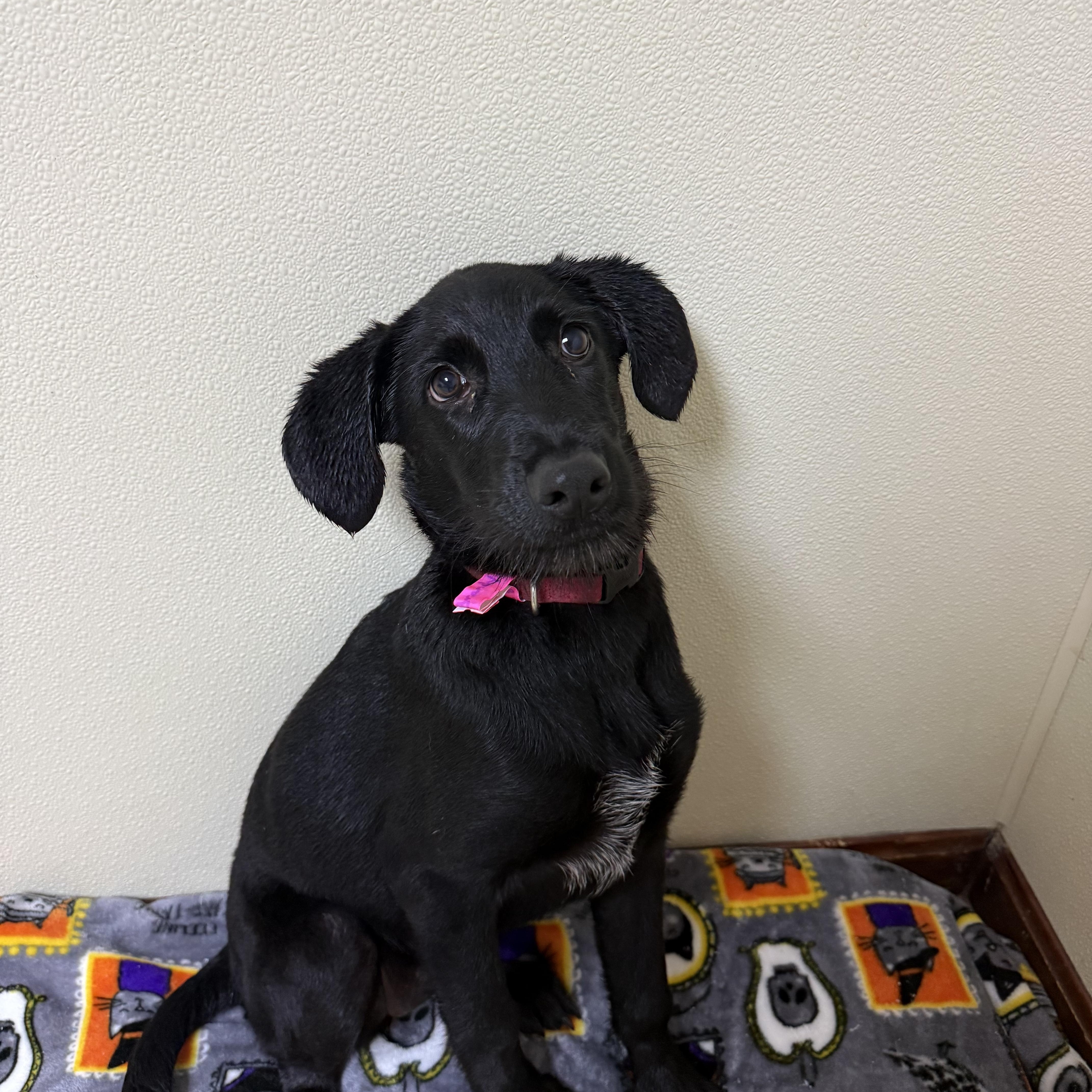 Enlarge Brandy, a Adoptable mixed breed in Douglas, MA image 4/6