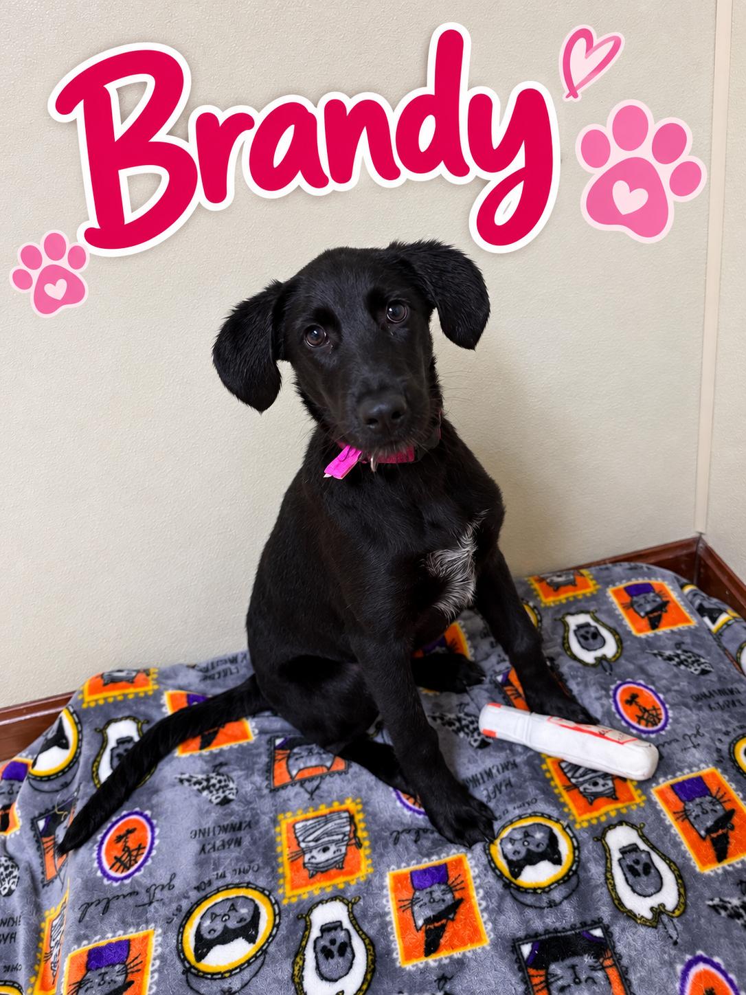 Enlarge Brandy, a Adoptable mixed breed in Douglas, MA image 1/6