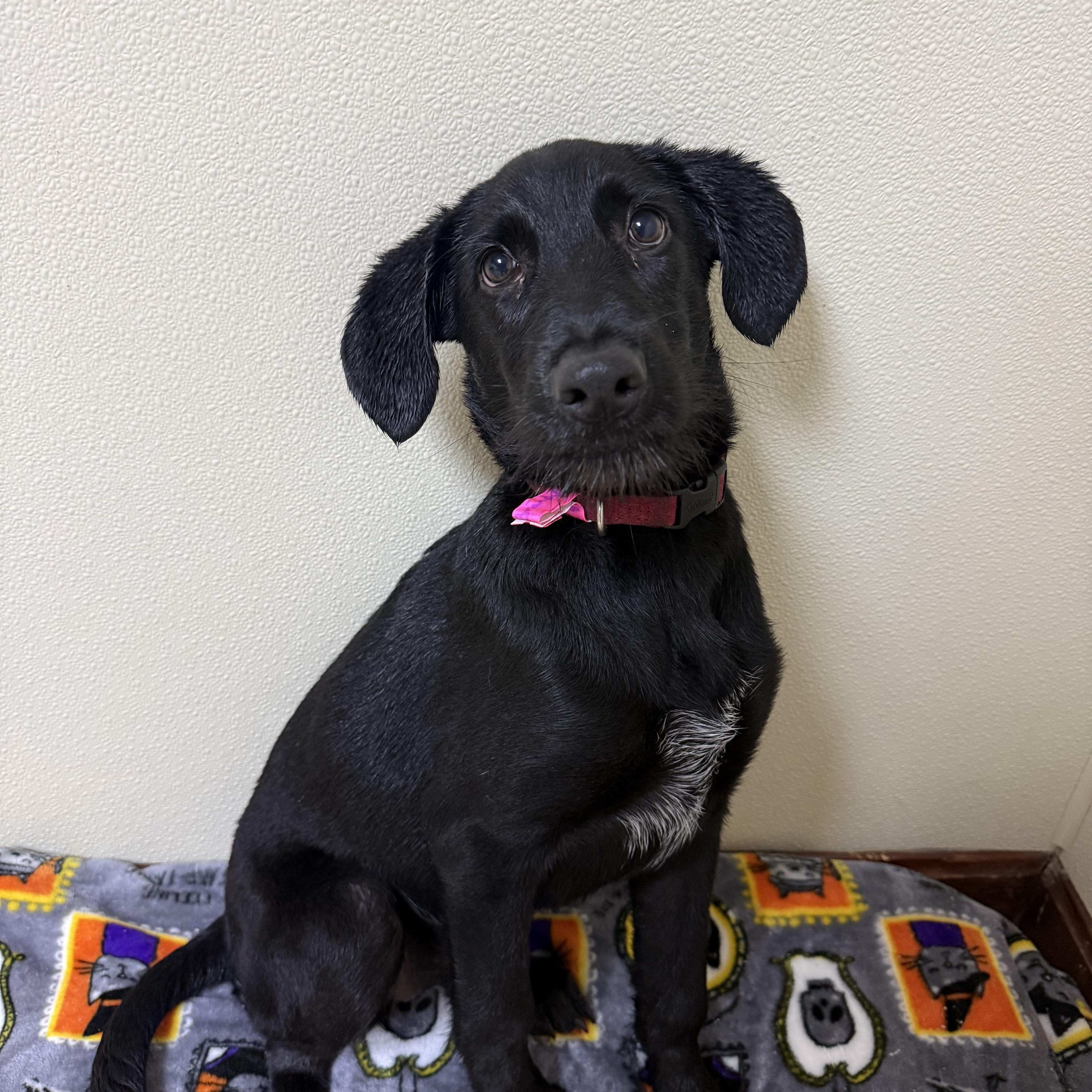 Enlarge Brandy, a Adoptable mixed breed in Douglas, MA image 3/6