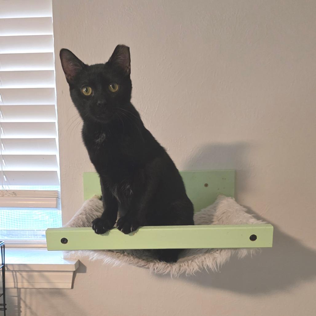 Enlarge Mork, a Adoptable Domestic Short Hair in Fort Worth, TX image 1/5