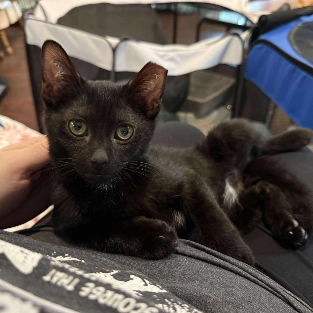 Enlarge Mork, a Adoptable Domestic Short Hair in Fort Worth, TX image 2/5