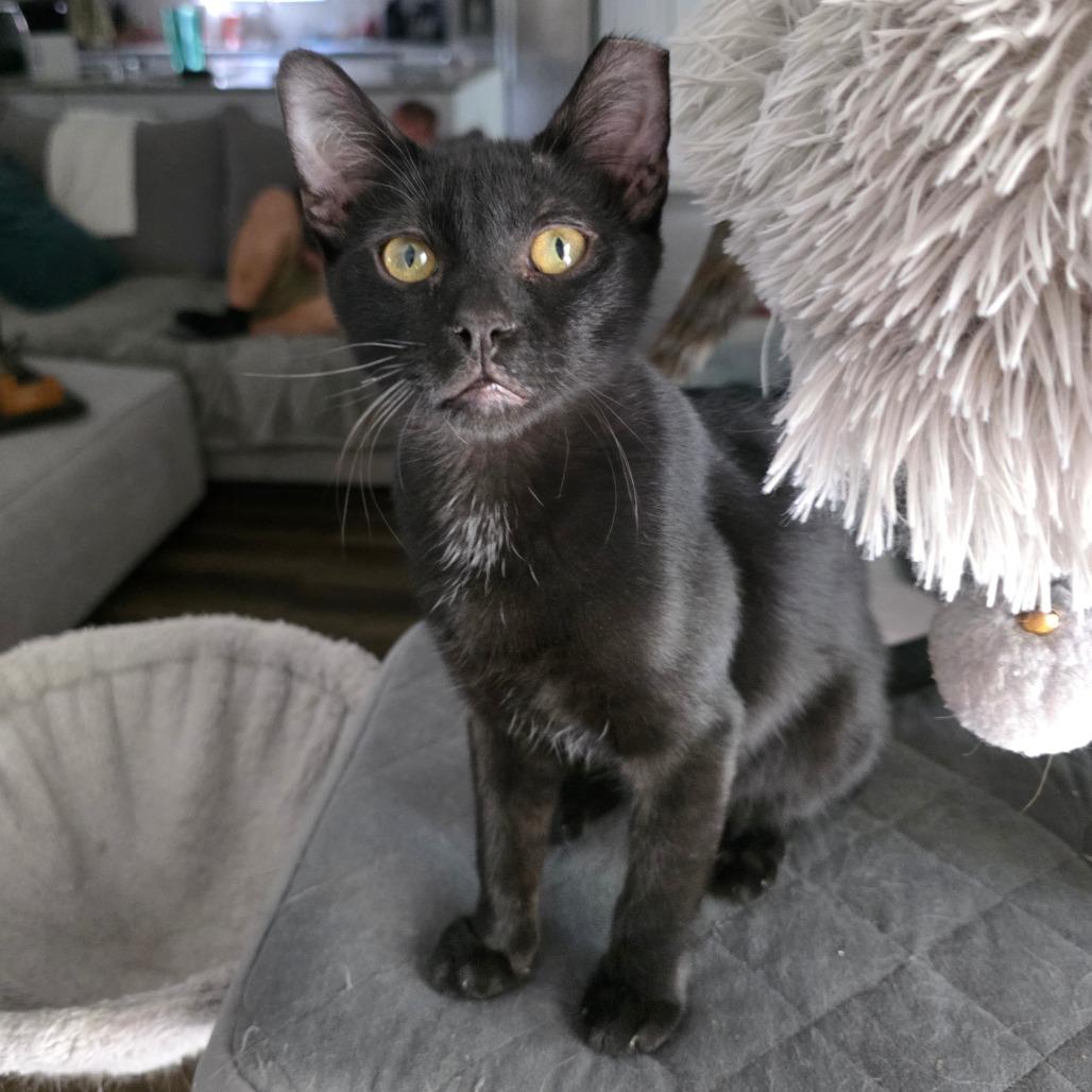 Enlarge Mork, a Adoptable Domestic Short Hair in Fort Worth, TX image 3/5