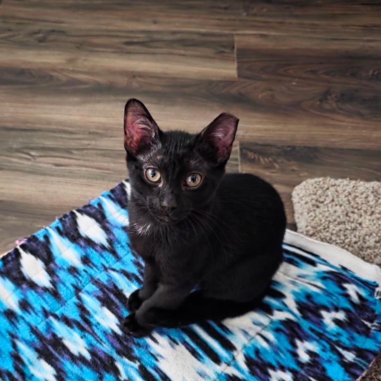 Enlarge Mork, a Adoptable Domestic Short Hair in Fort Worth, TX image 4/5