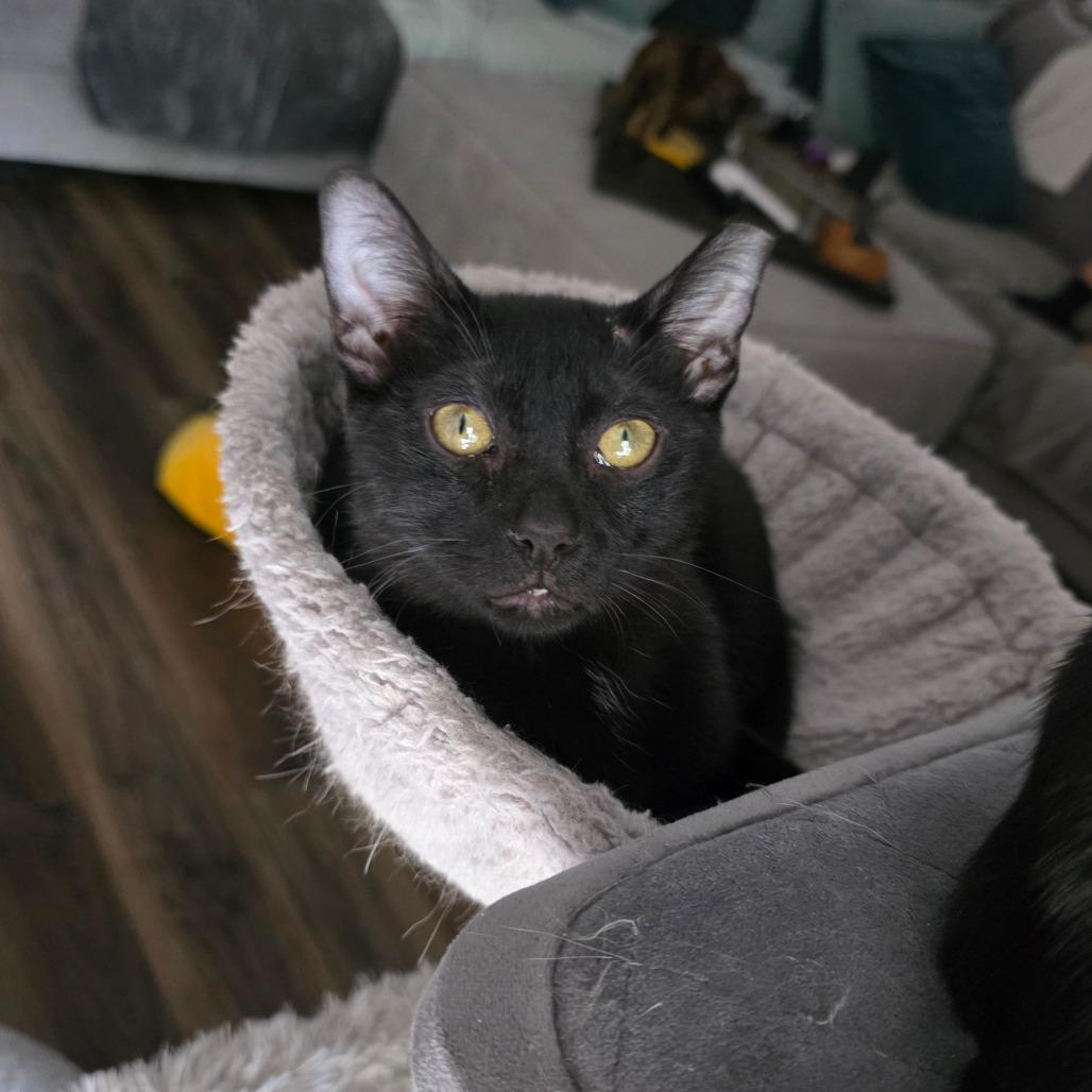 Enlarge Mork, a Adoptable Domestic Short Hair in Fort Worth, TX image 5/5