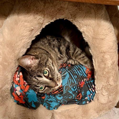 Enlarge Lilo, a Adoptable Domestic Short Hair in Seven Valleys, PA image 1/2