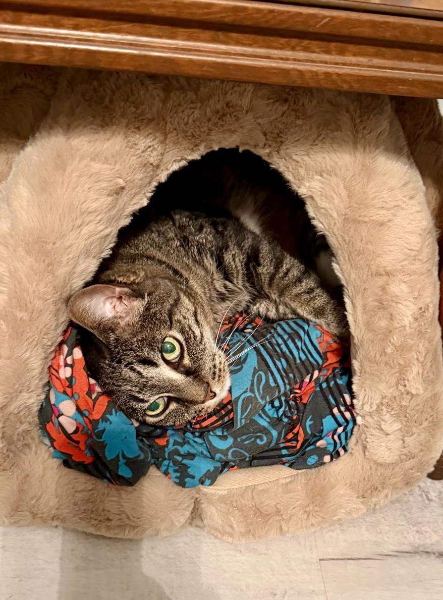 Lilo, Adoptable, Senior Female Domestic Short Hair.