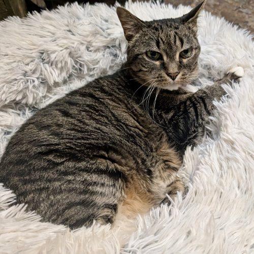 Enlarge Lilo, a Adoptable Domestic Short Hair in Seven Valleys, PA image 2/2