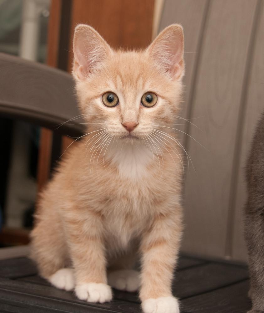Walnut (adopted with Hope), an adopted Tabby in Westminster, CO image 3/3