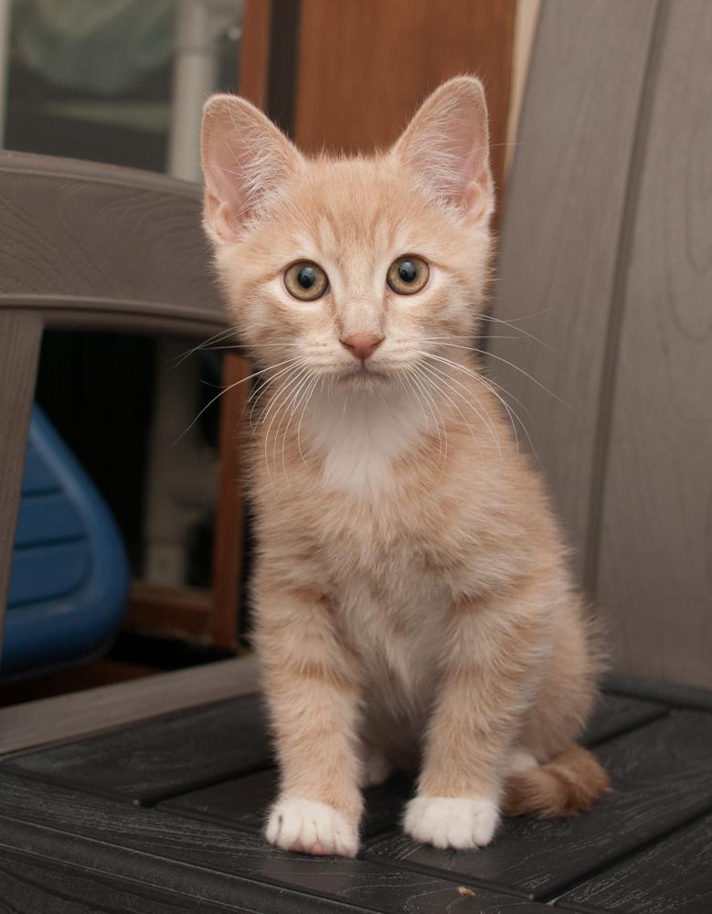 Walnut (adopted with Hope), an adopted Tabby in Westminster, CO image 2/3