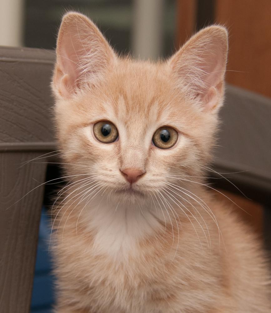 Walnut (adopted with Hope), adopted, Kitten Male Tabby.