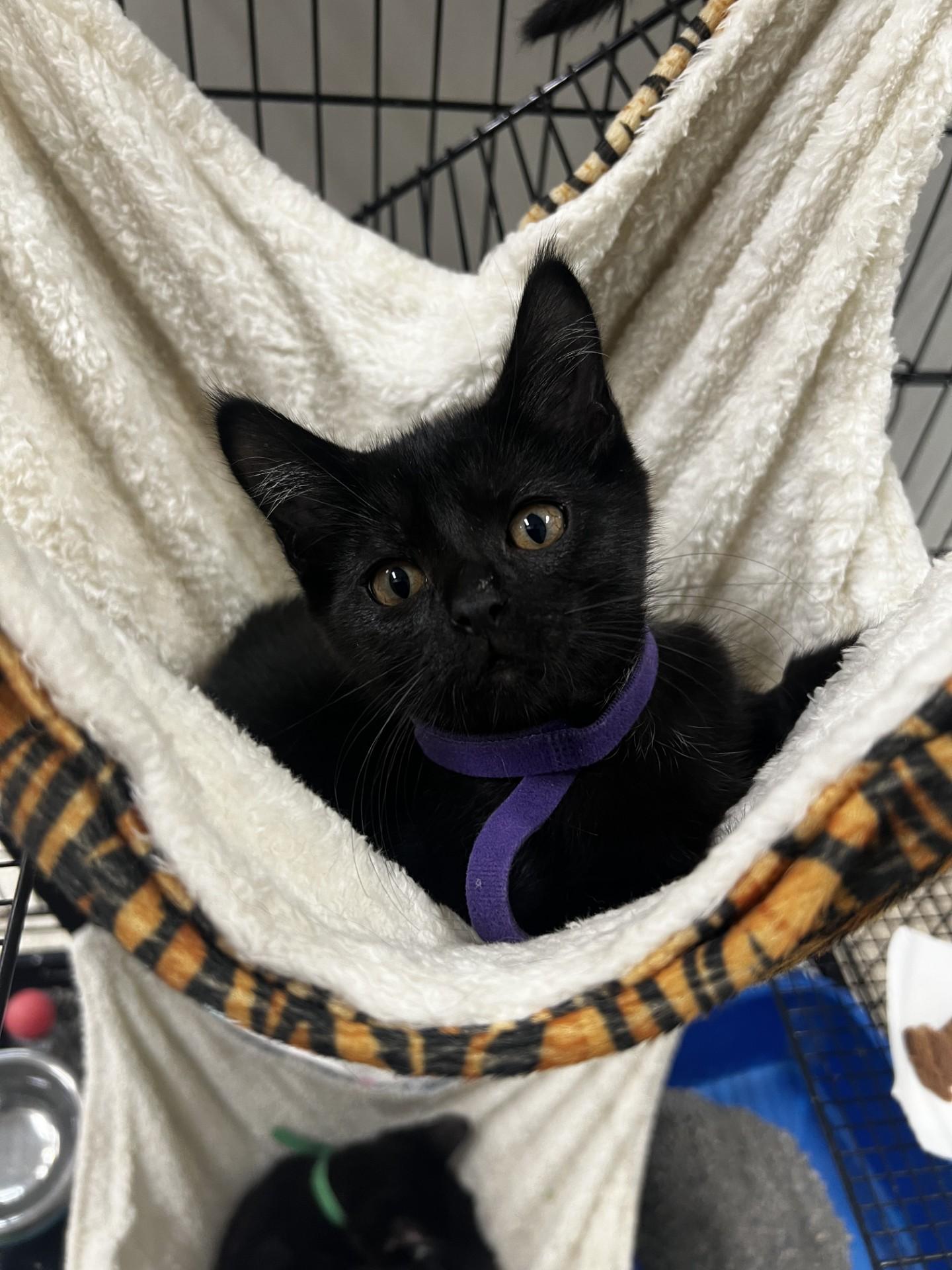 Enlarge Francesca, a ADOPTABLE Domestic Short Hair in Yorkville, IL image 1/1