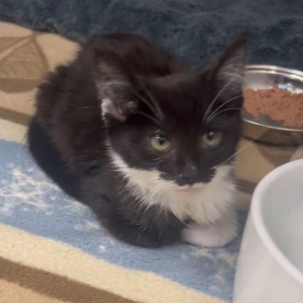 Enlarge Jello, a Adoptable Domestic Short Hair in Toledo, OH image 1/1