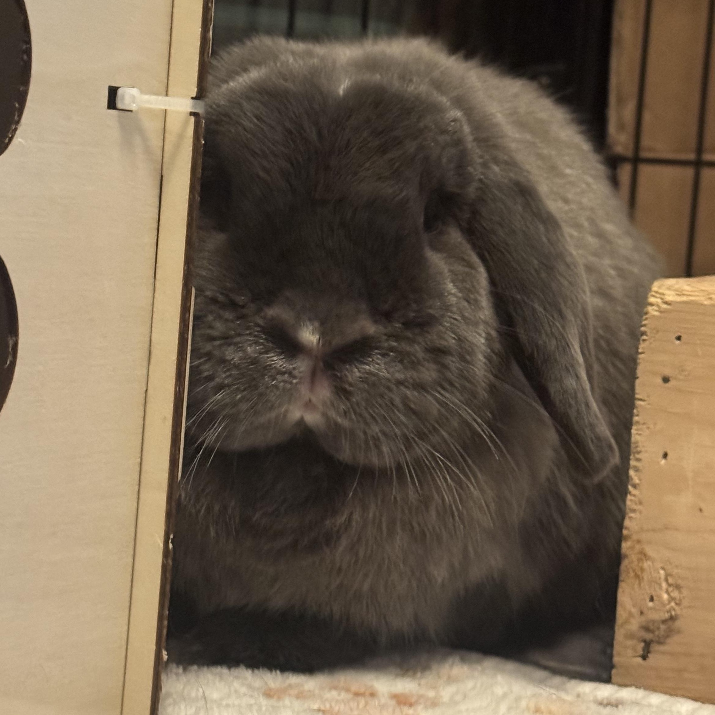 Enlarge Chive - & Juniper, a Adoptable Holland Lop in Andover, MA image 2/3