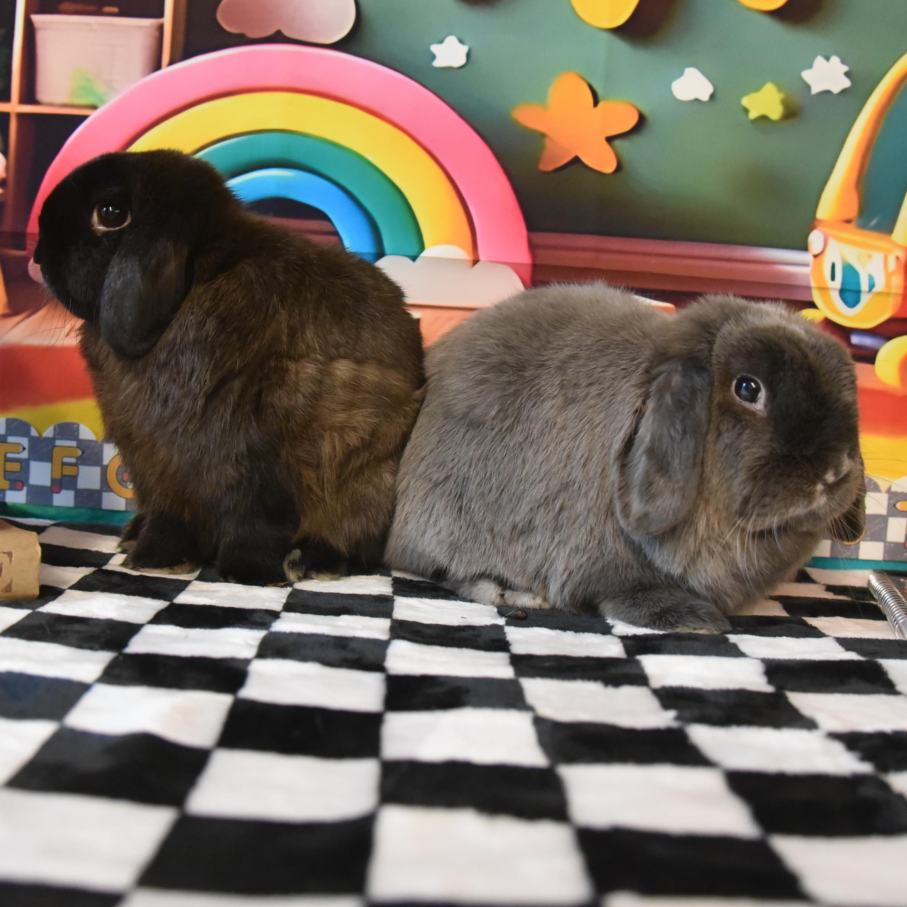 Enlarge Chive - & Juniper, a Adopted Holland Lop in Andover, MA image 2/5
